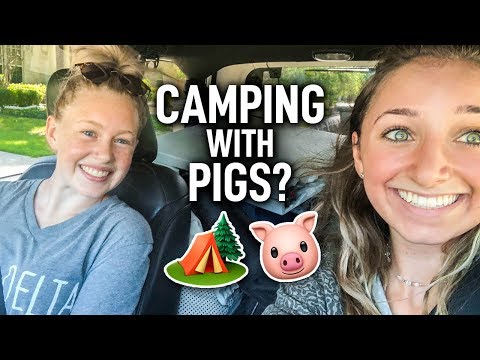 Camping with PIGS? 🐷 YES! Brooklyn and Allie did, and...