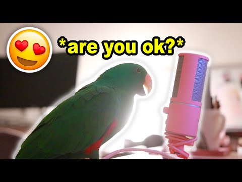 Bird Whispers Into Microphone for 5 Minutes Straight (to cure your sadness) *with subtitles*
